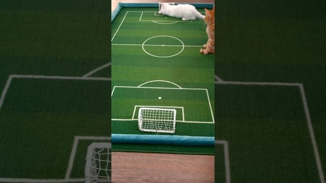 ⚽ 🏆 Футбол. Чемпионат мира среди котят.11.12.24
