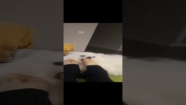 Ножки мамы и пёсель🥰🐕😁