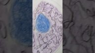#nucleus cell organelle #biology