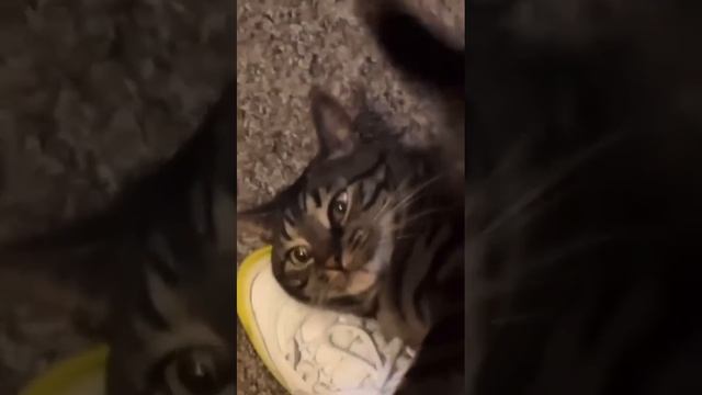 Счастье...