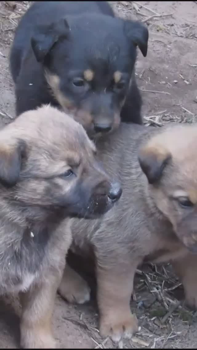 Щень