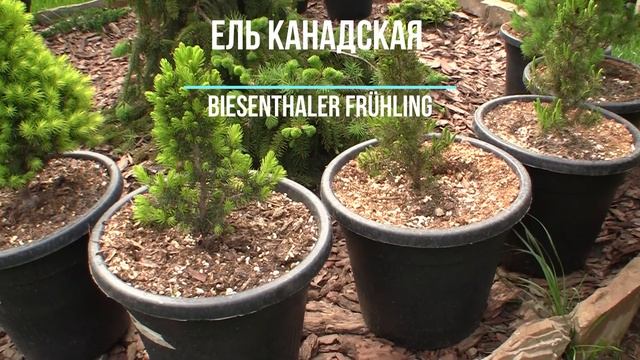 Ель канадская Biesenthaler Fruhling (Бизенталер Фрюлинг)