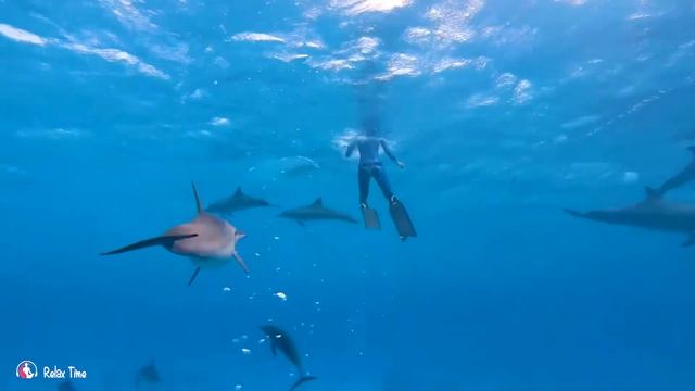 Relaxing Music to Relieve Stress, Anxiety and Depression • Mind, Body 🐬 Soothing music for nerves (