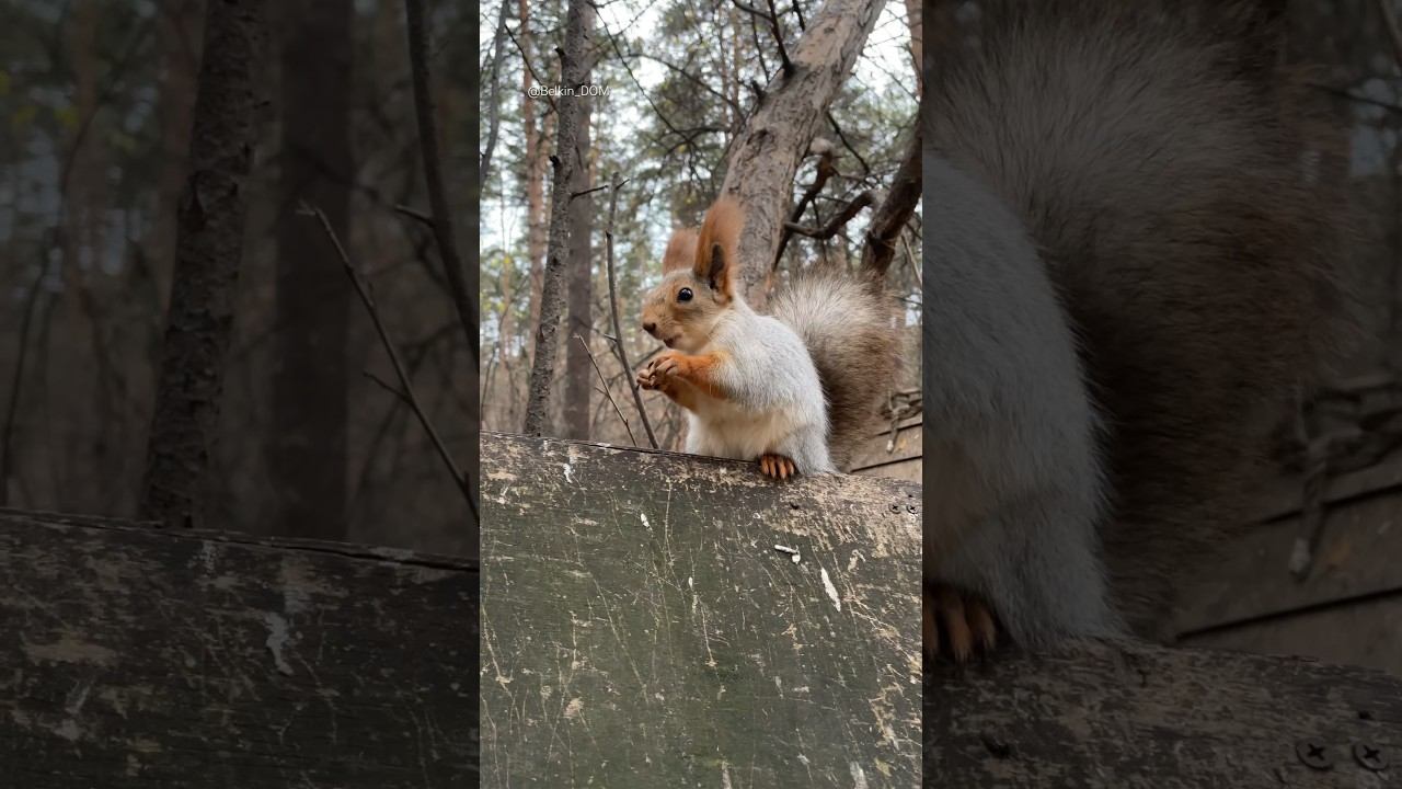 Хрум хрум хрум️ #белка #squirrel #белочка #белки #animals #shorts #short #лес #смешныеживотные