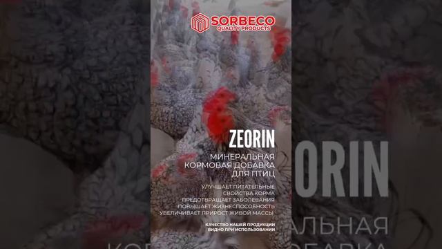 ZEORIN_BIRD.mp4