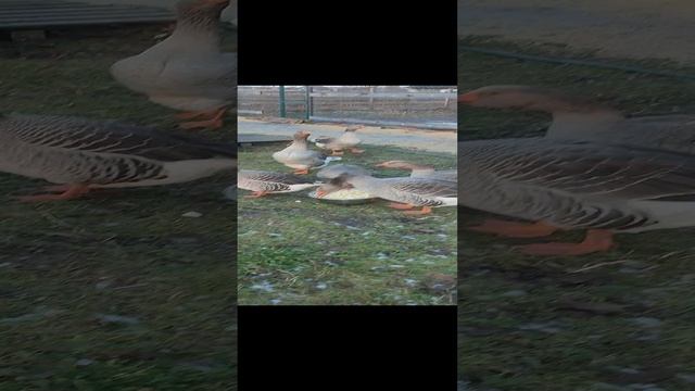 Кабачок в декабре для гусей 🪿 это здорово👍🤠 Кошечка Лапа не даст соврать ☝