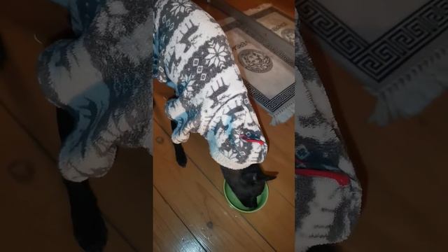 Мой собакен оказывается ест лук с кислой капустой 😬