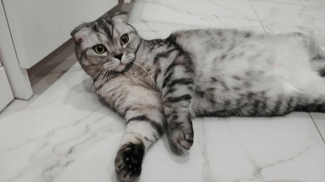 наша кошка