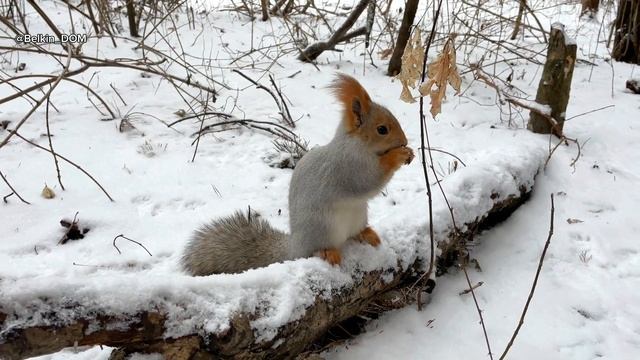 Чудесное время годаКОРМЛЮ БЕЛКУ️скоро НОВЫЙ ГОД ☃️#белка @Belkin_DOM