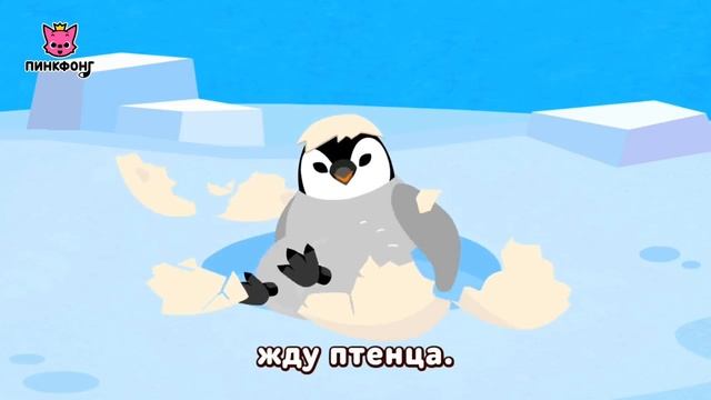 Пингвин Император. 🐧