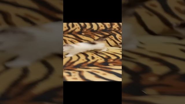 Малыши 11.13.24