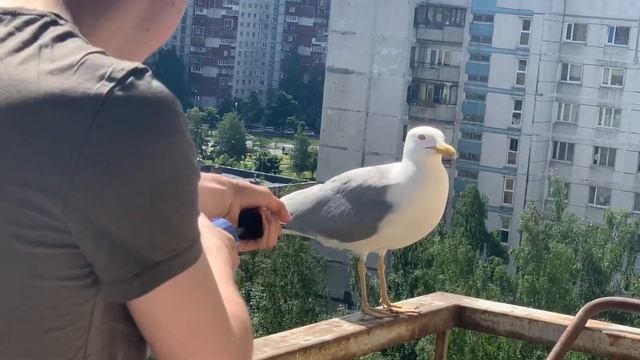 Белая Метка