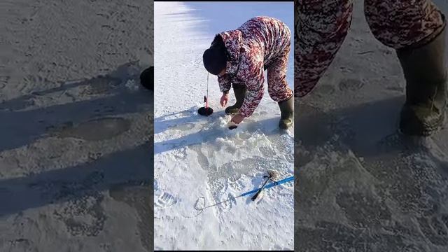 рыбалка на жерлицы