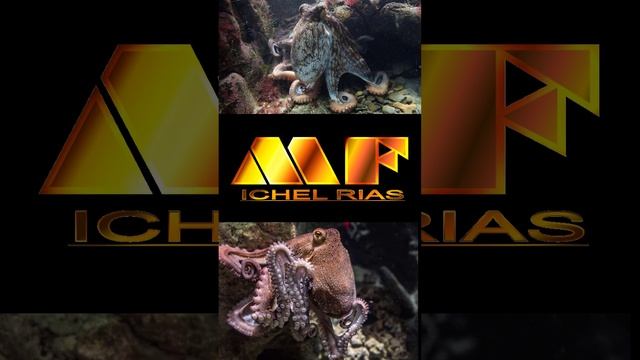 EL FASCINANTE PULPO ROJO DEL ATLÁNTICO - #OctopusVulgaris #PulpoRojoDelAtlántico #PultoDeRocas