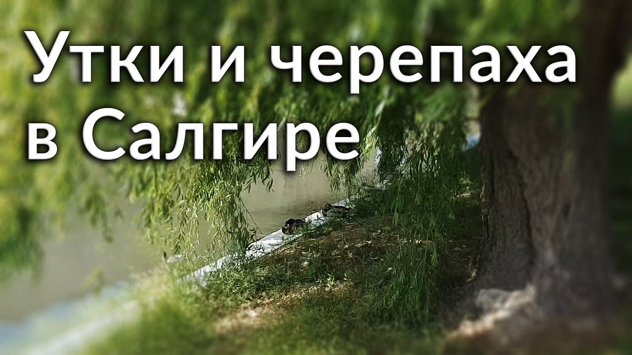 Утки и черепаха в Салгире