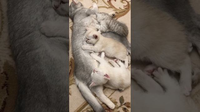 Котятам кошки Кайли 1 месяц. Кормление.