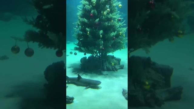 🎄В Москвариуме установили ёлку прямо в главном аквариуме🎄