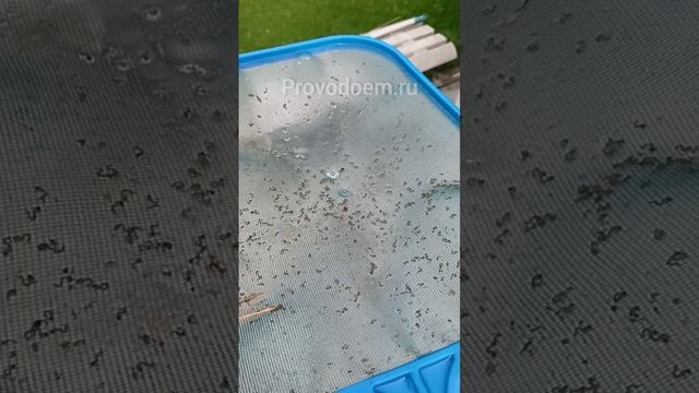 Комары на участке: откуда летят и что делать?