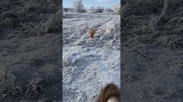 Утро в деревне