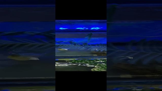 Набережная в Сочи декабрь