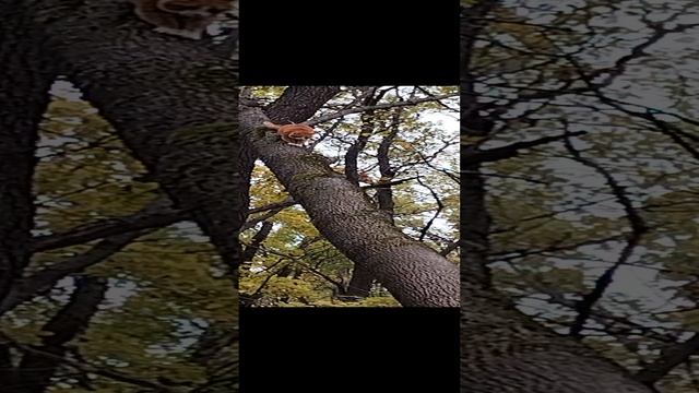 Василий на дереве