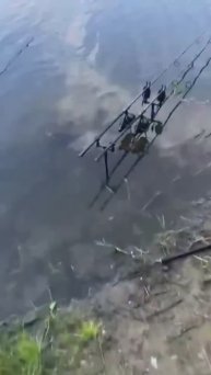 Поклёвка карпа #карпфишинг #carpfishing #fishing #рыбалка #2024 #carprun #carp #карп