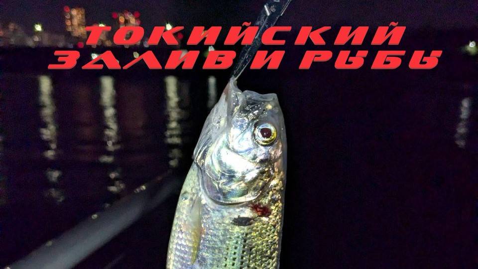 Рыбалка в Токийском заливе. Много рыб и про....любленный сибас!