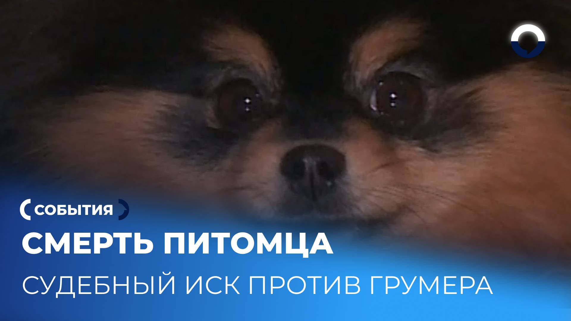 Смерть питомца и судебный иск: в чём обвиняют грумера?
