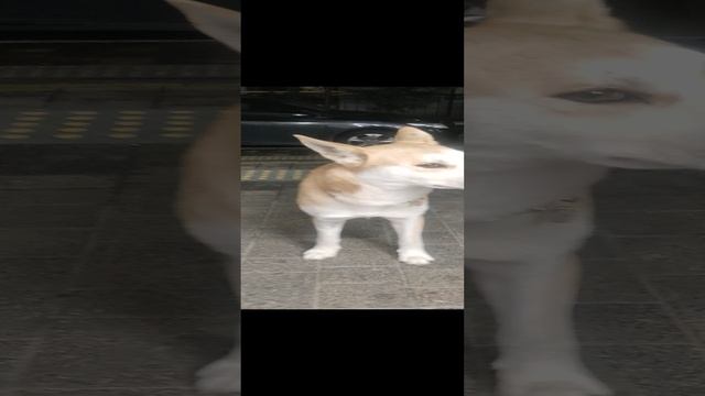 Гетерохромный собакен