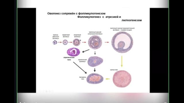 Лекция 8. Женская половая система | Князева Л.А.