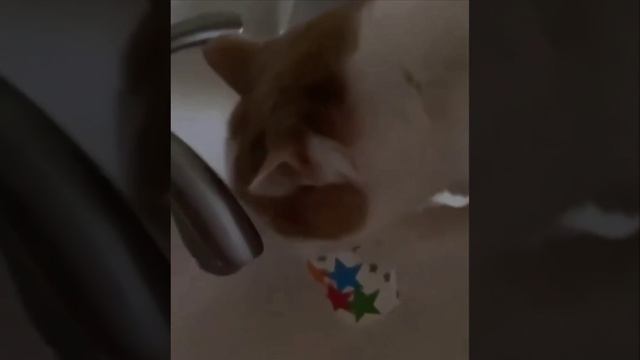 Кот ученый, продвинутый...