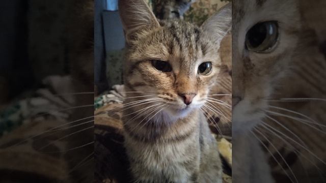 Красивая кошка