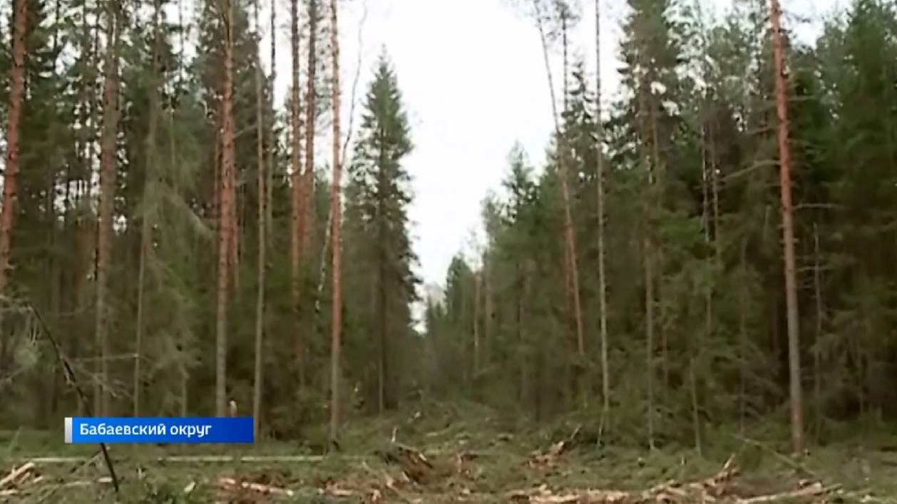 Предприниматель из Бабаево предстанет перед судом за незаконную рубку леса