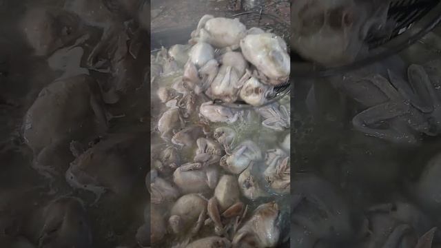 бедана шурва