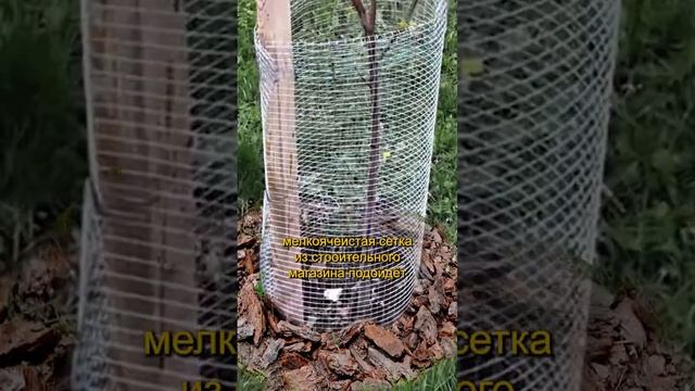 Защити деревья ОТ ЗАЙЦЕВ