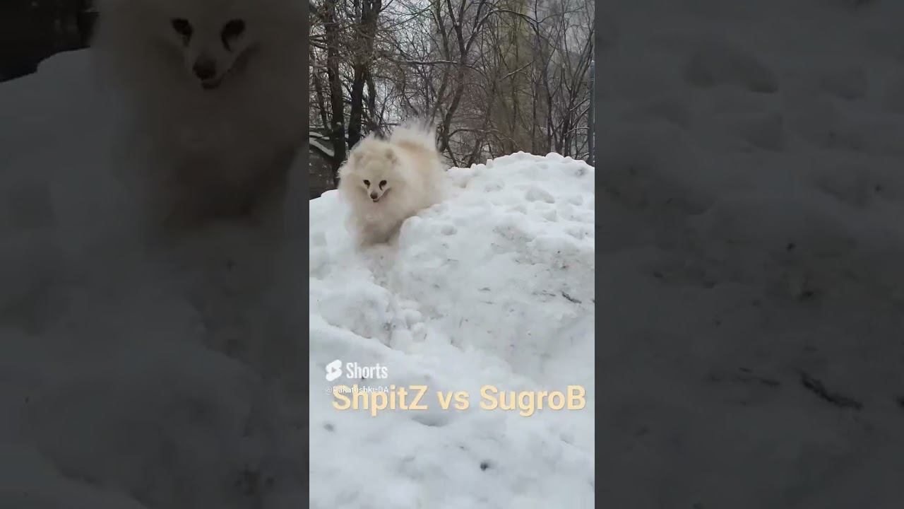 Шпиц и сугроб - Белый на белом