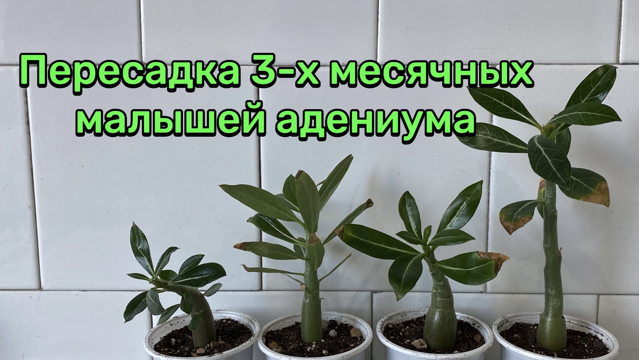 Как пересадить 3-х месячных малышей адениума. Какие наросли корешки? 11 декабря 2024 г.