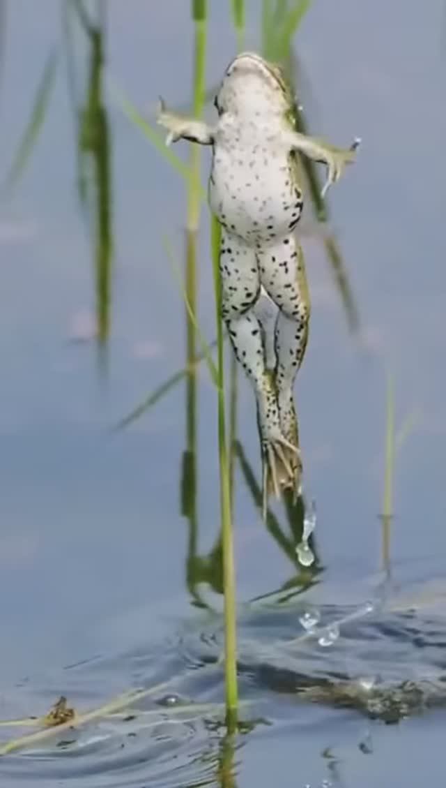 Жизнь лягушки нелегка