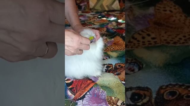 Чищу зубки коту Элвису, чтобы были беленькие и здоровые