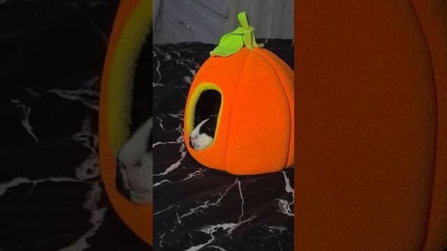 Спят усталые игрушки и морские свинки спят