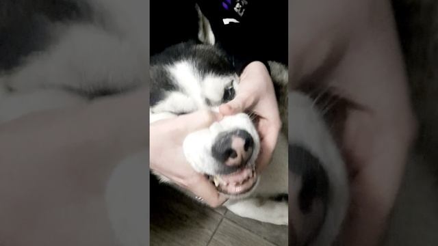 Хаски - Чужой