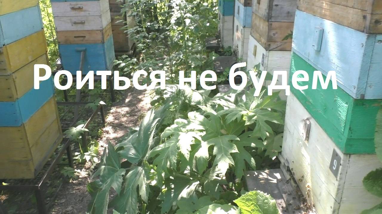 Пчелам теперь не до роения