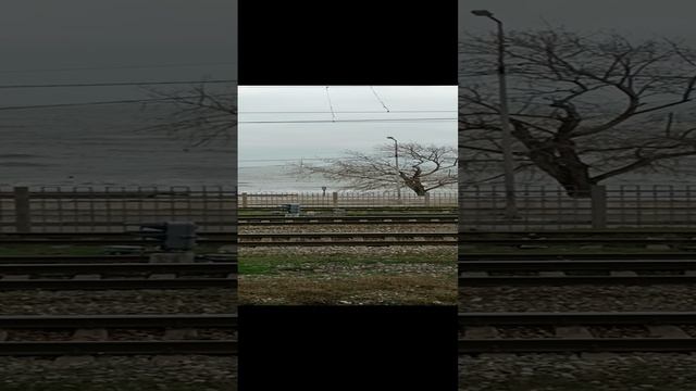 10.12.2024 МАХАЧКАЛА РОДОПСКИЙ БУЛЬВАР СИЛЬНЫЙ ВЕТЕР