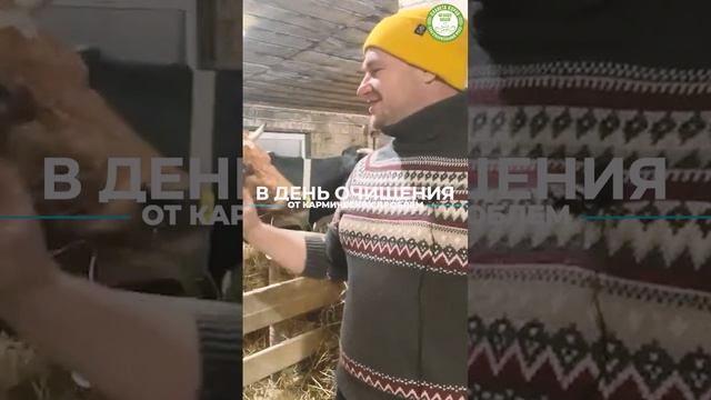 Сегодня, 11 декабря, в день Мокшада Экадаши кормим коров онлайн!