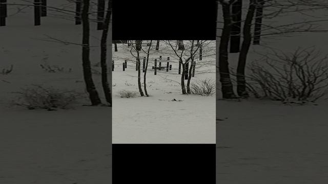 Птичьи раскопки.