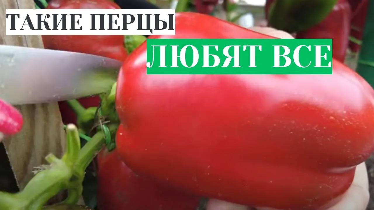 САМЫЕ КРУПНЫЕ ПЕРЦЫ - УРОЖАЙ ЛОМАЕТ КУСТЫ! УДАЧНЫЕ СОРТА КРУПНОГО СЛАДКОГО ПЕРЦА НА 2025 год