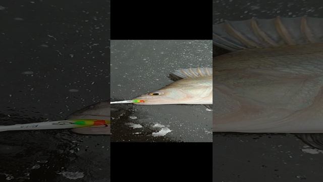 1000075911.mp4