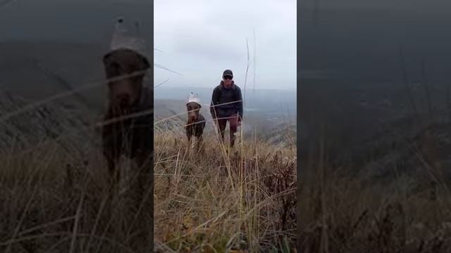 Прогулка в горах с доберманом Арни