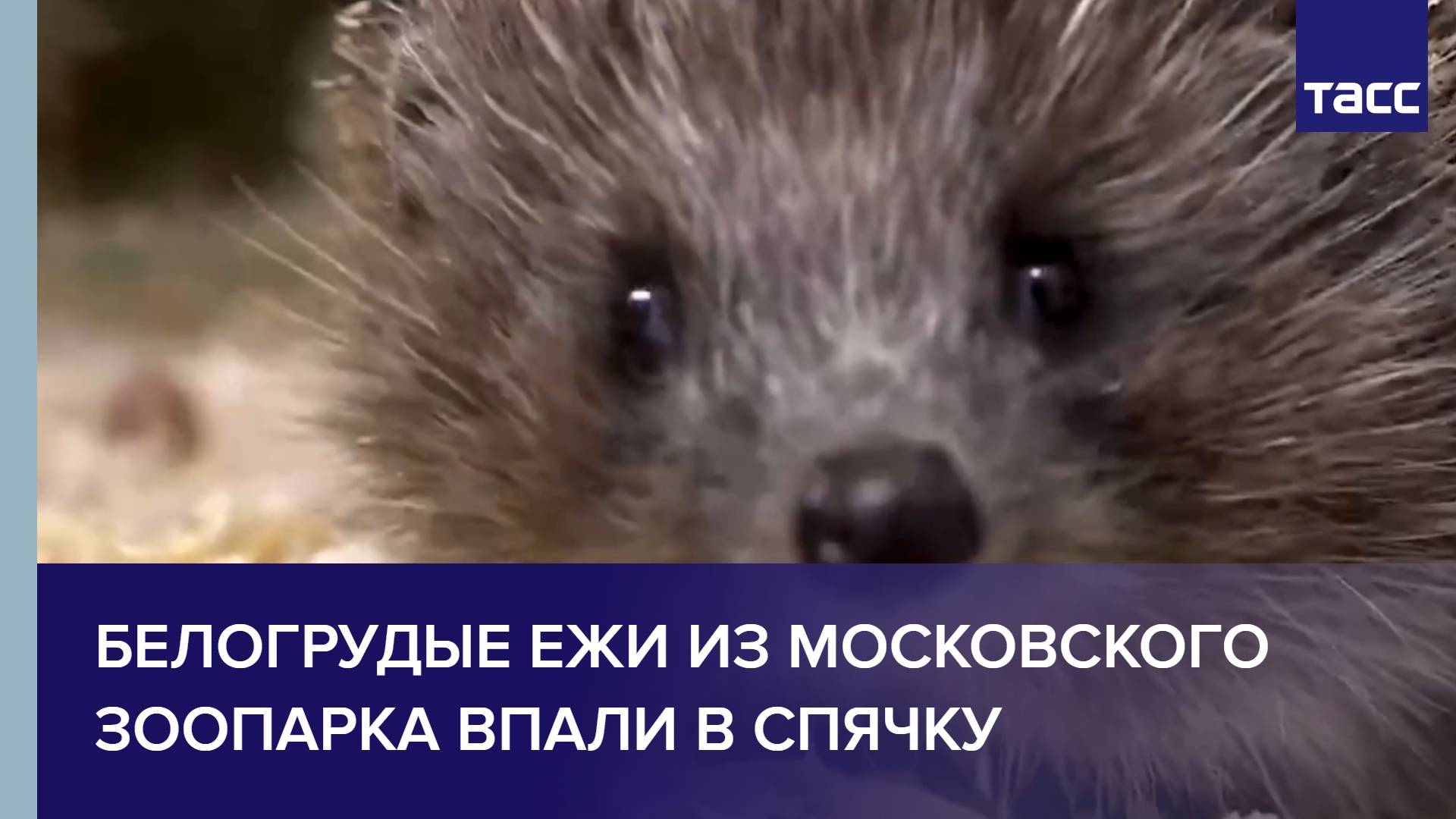 Белогрудые ежи из Московского зоопарка впали в спячку