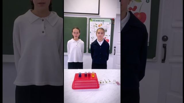 Эксперимент "Проводящая функция стебля"